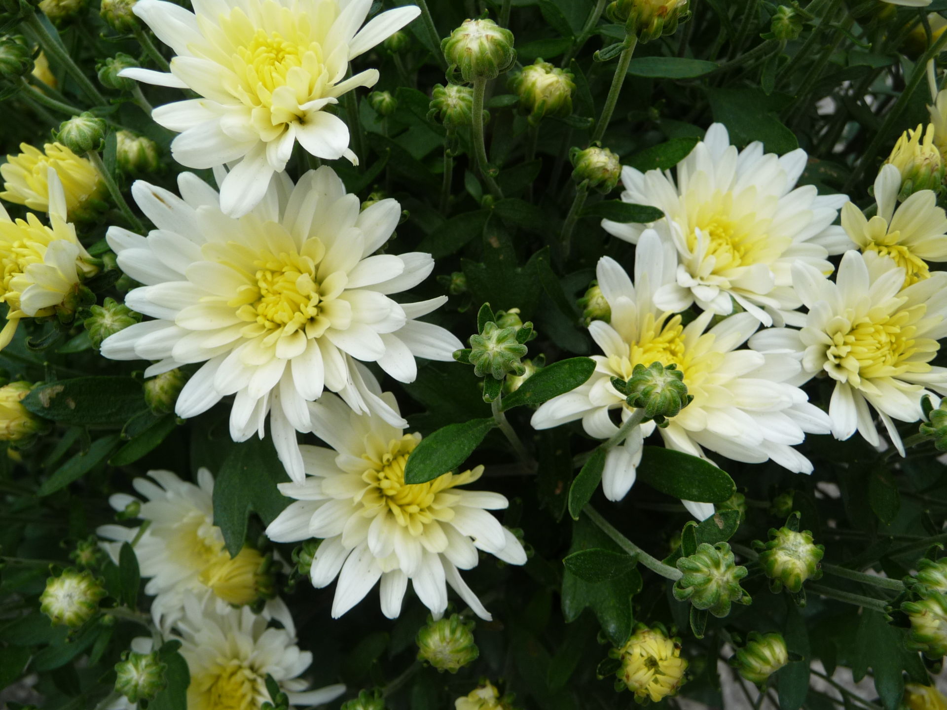 Chrysanthemums – DeGroot's Nurseries