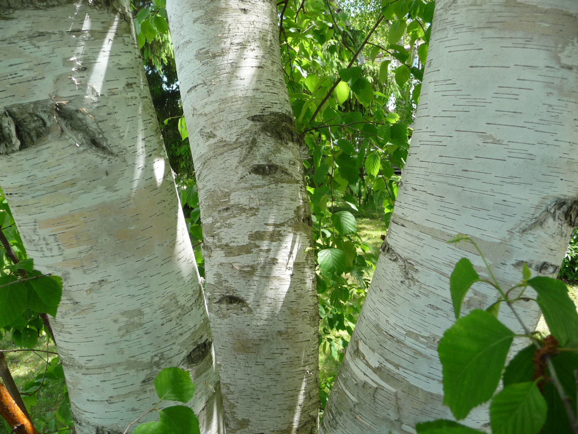 Betula pendula 45 x Silver Birch Trees Seedlings Saplings 30-50cm 