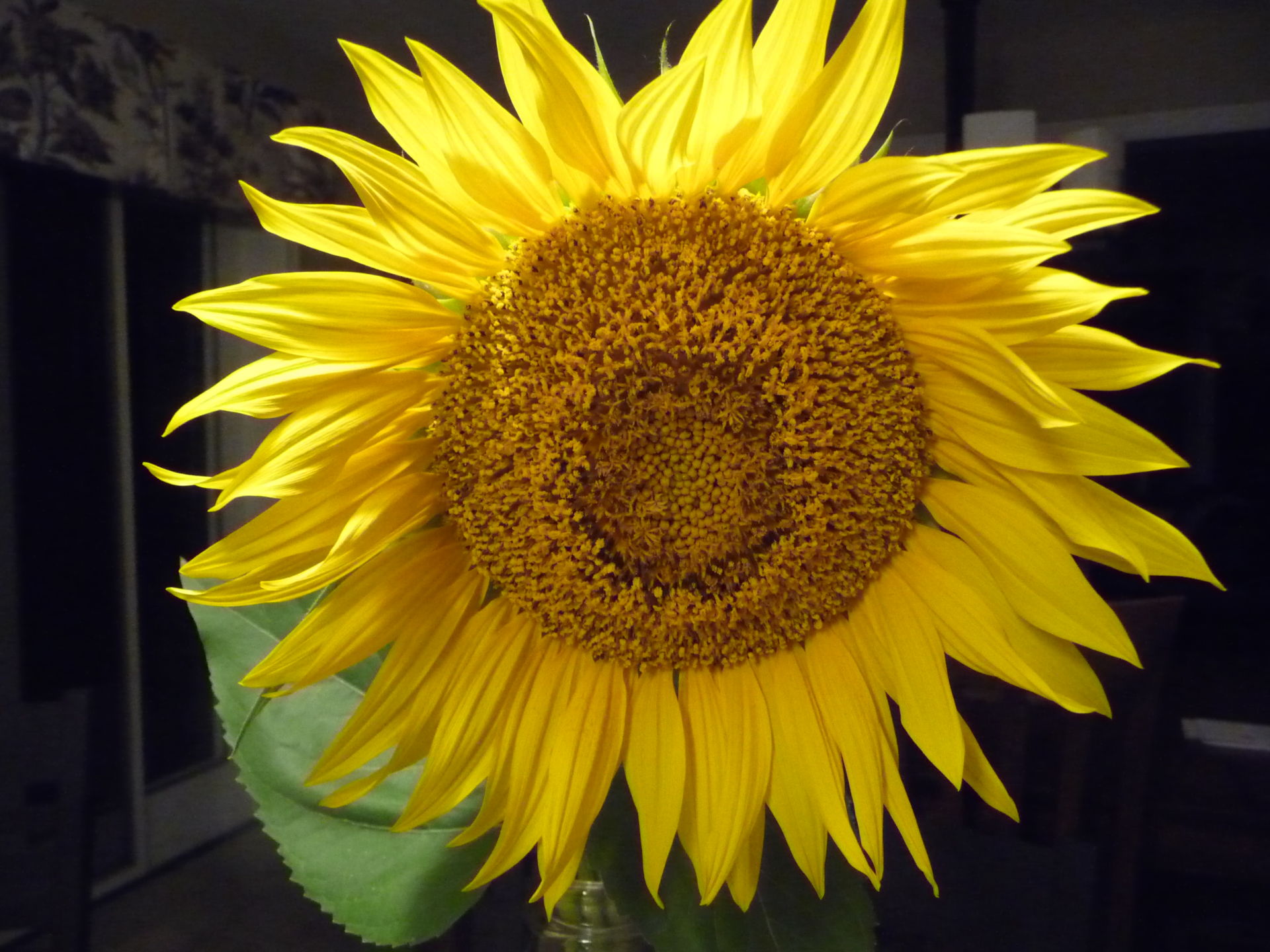 Sunflowers – DeGroot's Nurseries