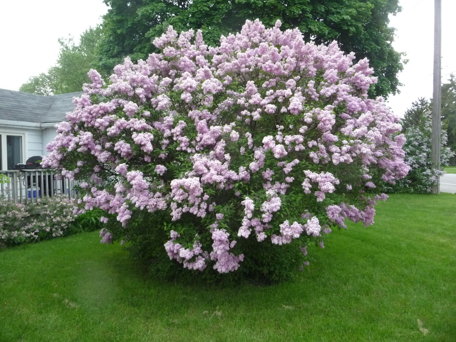 Reblooming Lilac Tree / Or, you can pair this reblooming lilac with