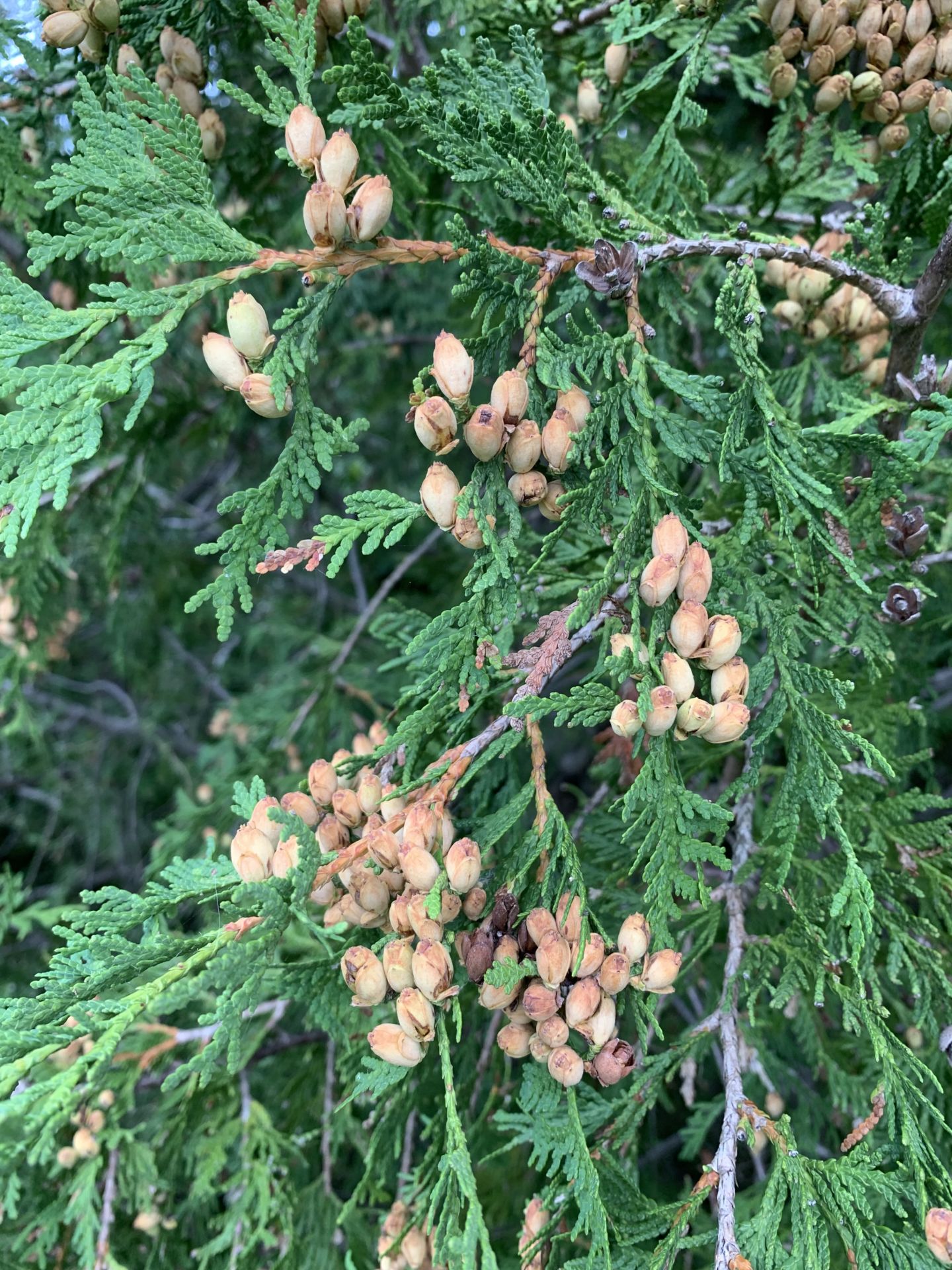 Seedy Cedars