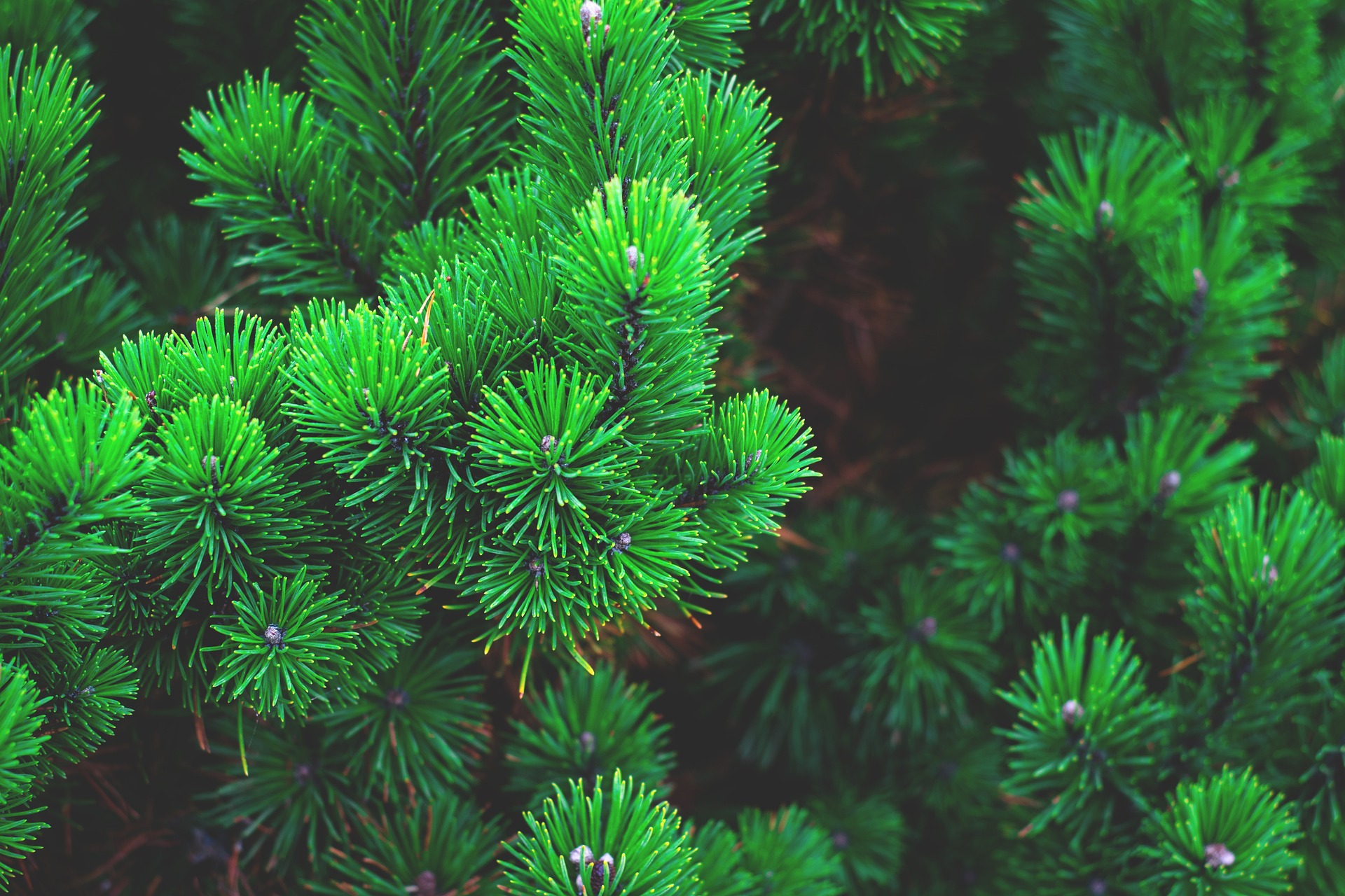 Conifers – How to trim.