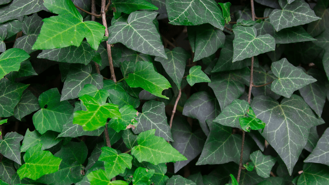 Ivy – DeGroot's Nurseries